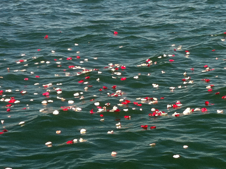 Flowers on Water